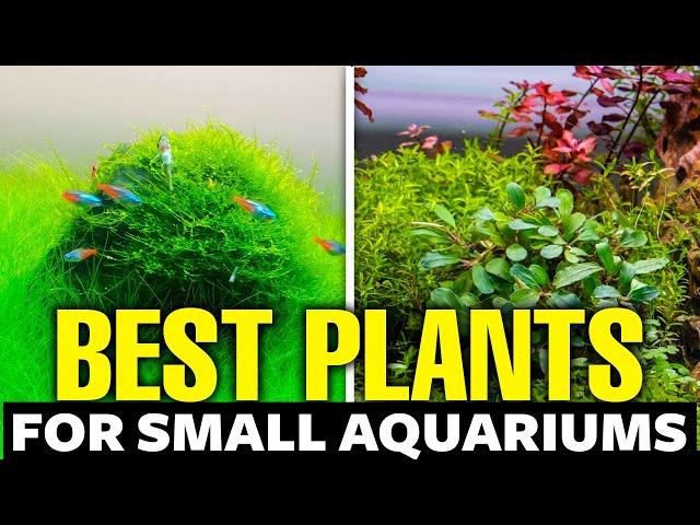 11 Best Plants for Small Aquariums 