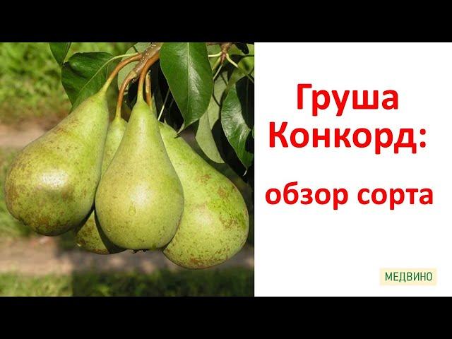 Груша Конкорд обзор сорта