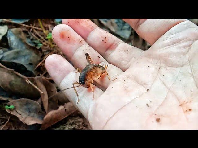 Catching and Observing Insect. Crickets, Cockroaches, and Ground Dogs