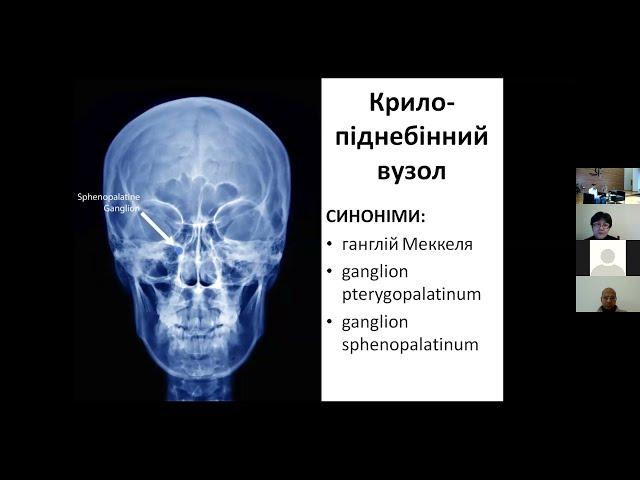 Симпатичні блокади в практиці анестезіолога. У.А. Фесенко