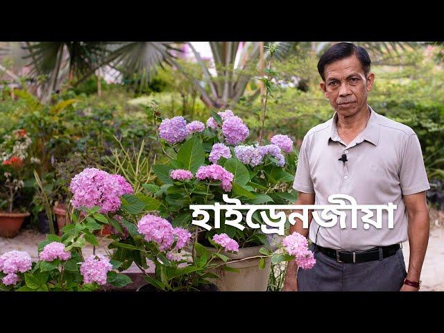 হাইড্ৰেনজীয়াৰ বিষয়ে কেইটামান তথ্য। Hydrangea Flowering Tips - PH, Pruning and Supplements