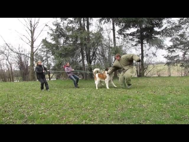 Moscow Watchdog in protection training - Ambush