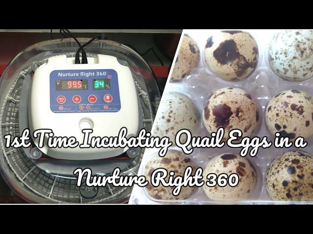 New Project: Incubating Quail Eggs with the Nurture Right 360