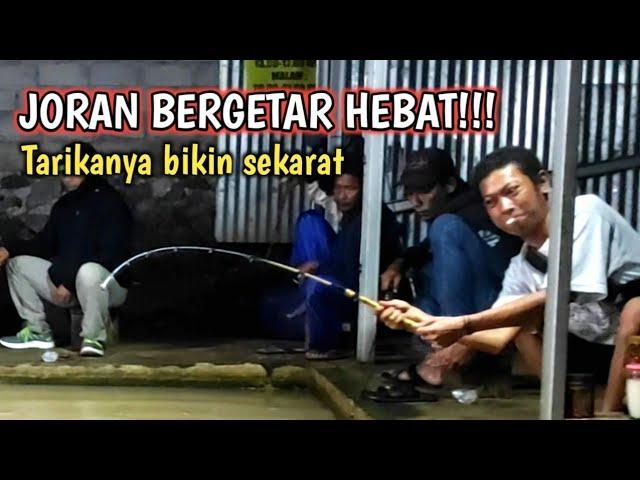 Joran bergetar hebat!!Strek babon sampai keluar urat~Mancing Lele dikolam pemancingan