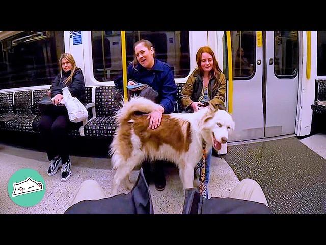 Timid Husky Says Hi To Everyone On Public Transport | Cuddle Buddies