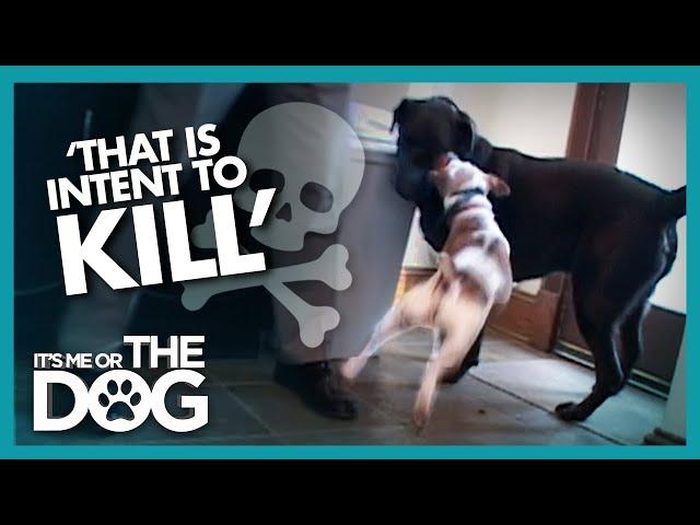 Newly Adopted Labrador is Attacked Every Day | It's Me or the Dog