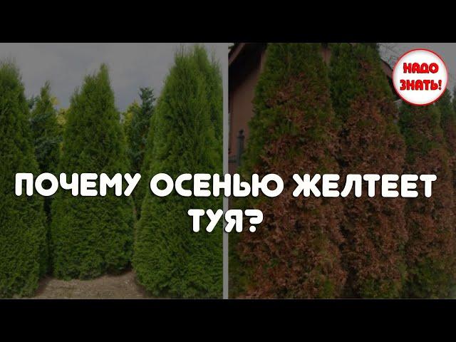 Почему осенью желтеет туя?