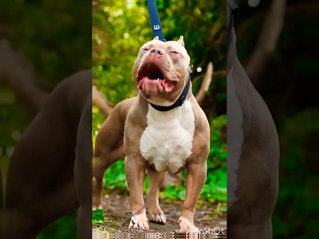 American pitbull #most #dangerous #dogbreed #americanbully #status #channelsubscribe