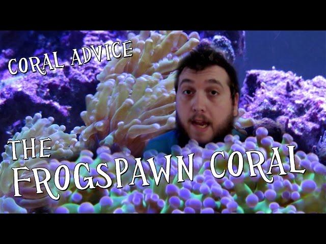 Coral Advice - The Frogspawn Coral