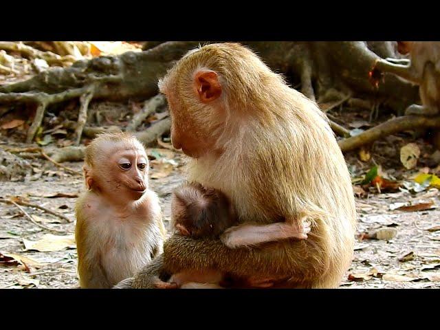 Little monkey very surprised when see newborn baby monkey and talks a lot with just born baby