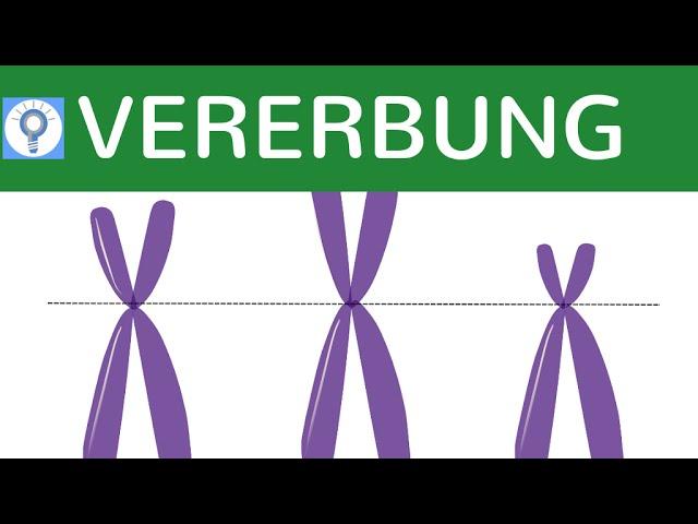 Wie funktioniert Vererbung?! - Chromosomensätze, Körperzellen & Keimzellen des Menschen | Genetik