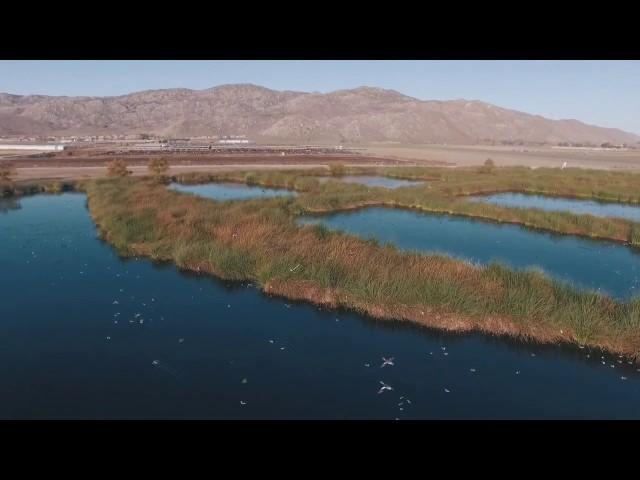 EMWD Wetlands and Bird Tours