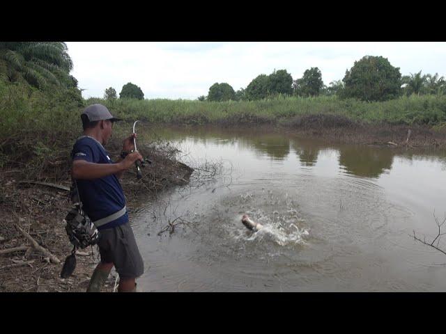 GAK MAIN²..! BARU PERDANA MASUK KE DANAU INI LANGSUNG DI SAMBUT IKAN GABUS MONSTER