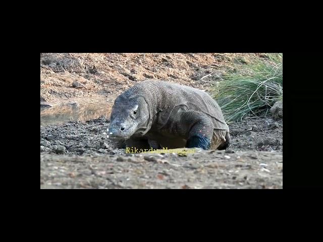 Komodo Attack And Hunt Timor Deer