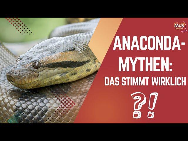  The truth about the 15-meter anaconda! | Reaction to Norbert Zajac 