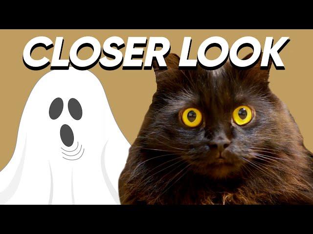 You'll Believe Cats Can See Ghosts After Watching This