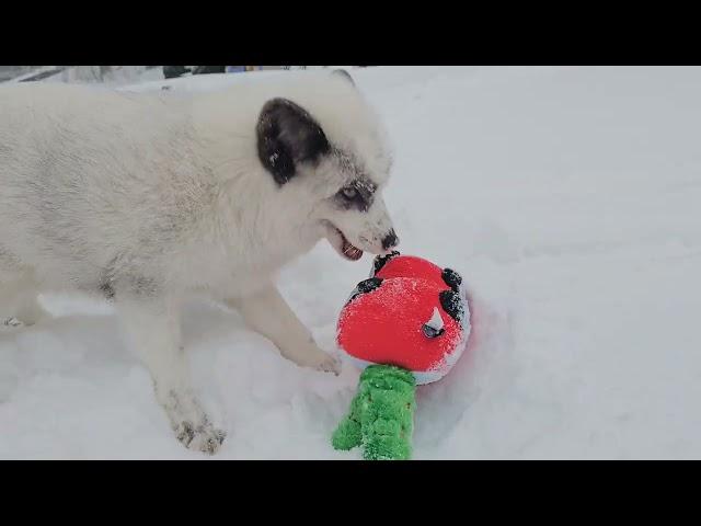 Jagger and Luka play with a Christmas toy in the snow