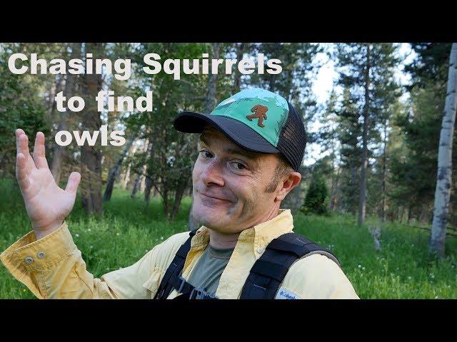 Chasing Squirrels to Find Owls? - A Bird Photography vlog