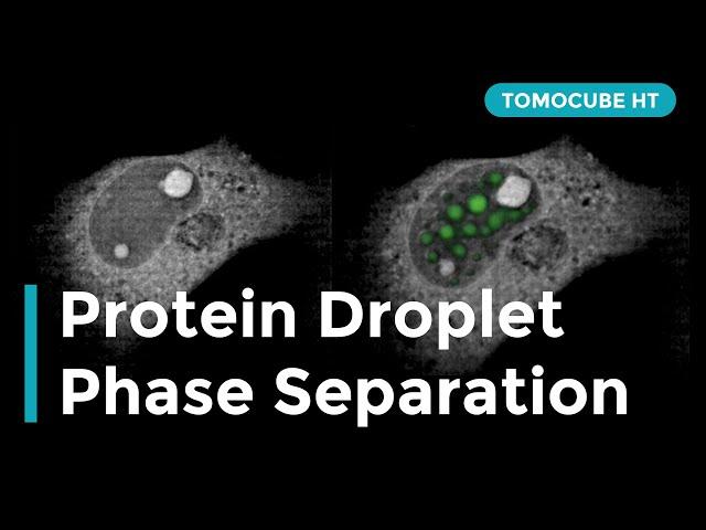 Protein Droplet Phase Separation in Fibroblasts