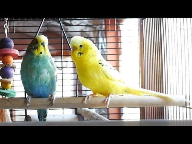 1 Hour of Budgie Best Friends Talking, Playing and Singing - Mango and Chutney