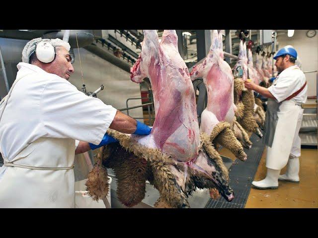 Incredible Modern Sheep Processing Factory Technology - Factory  Automatic Process Millions Sheep