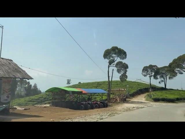 Kebun Teh Riung Gunung. Pulosari, Pangalengan, Bandung, 2023.