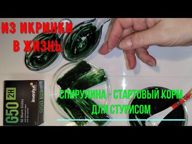 Из икринки в жизнь. Спирулина - стартовый корм для стурисом. #решисьивоплощай