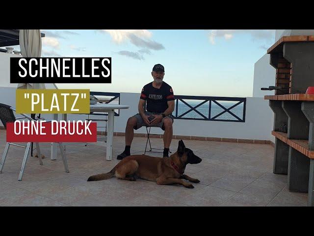 Schnelles "Platz" ohne Druck + Malinois + Hundetraining