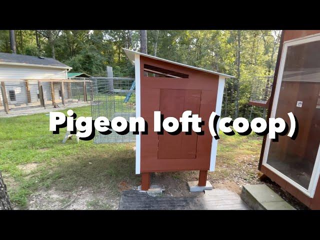 How to build a pigeon loft (maintenance free) for Racing pigeons, roller pigeons, and other breeds