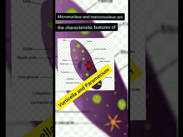 Micronucleus and Macronucleus are the characteristic features of | #Short #LastDayEducation