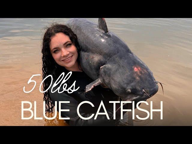 NOODLING A 50lbs BLUE CATFISH