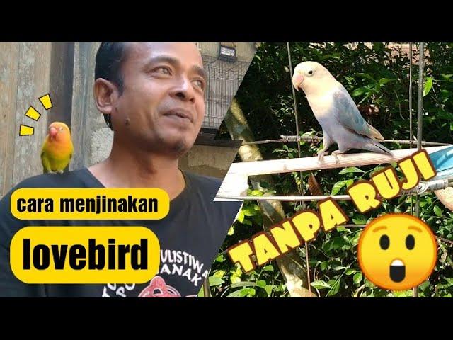 tips Dan cara menjinakan lovebird #lovebird #jinak