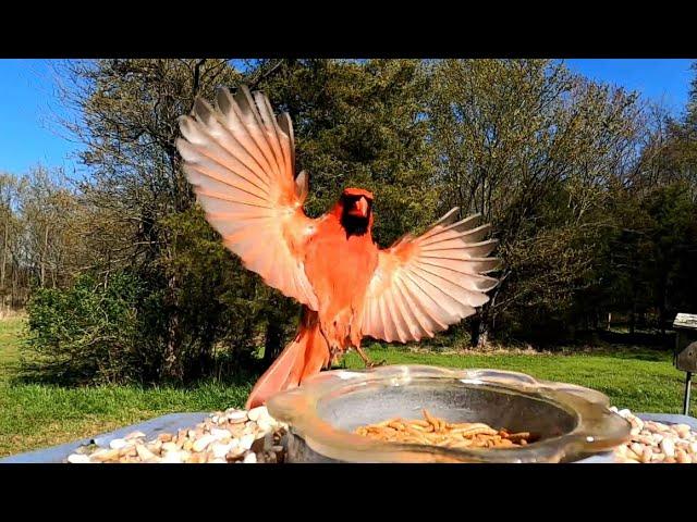 Variety of backyard birds (14 species) who come for live mealworms & seed/peanut mix.