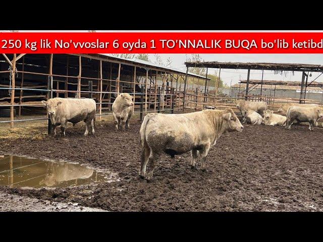 Uy sharoitida AVLIKOL no'vvoslar boqish sirlari 1 TO'NNALIK BUQALAR