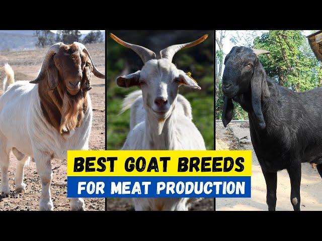 Top 10 Best Goat Breeds For Meat Production | Best goat For Meat & Profit