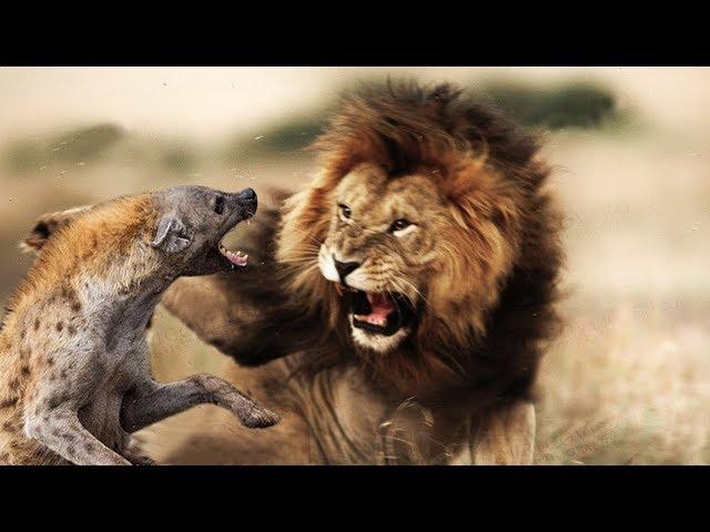 ►DOCUMENTAL ANIMALES VIDA SALVAJE   EL SERENGUETI LA GRAN AVENTURA AFRICANA DOCUMENTAL NATGEO