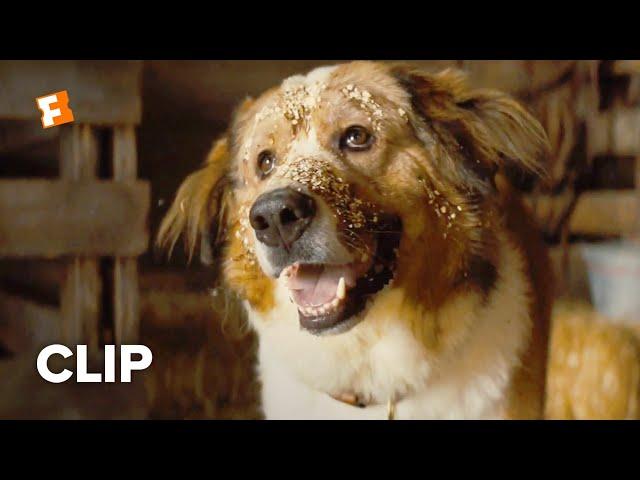 A Dog's Journey Movie Clip - Opening Scene (2019) | FandangoNOW Extras