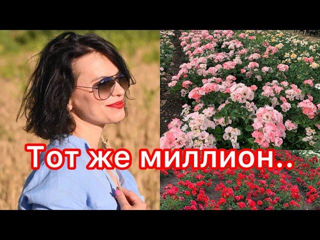 Эпизод II. Цветут миллион цветов сразу.maryroses.ru