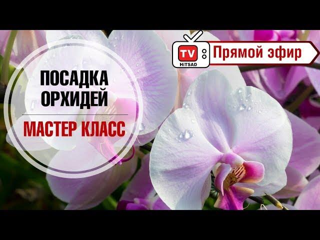 Как пересадить орхидею?  Мастер класс в прямом эфире