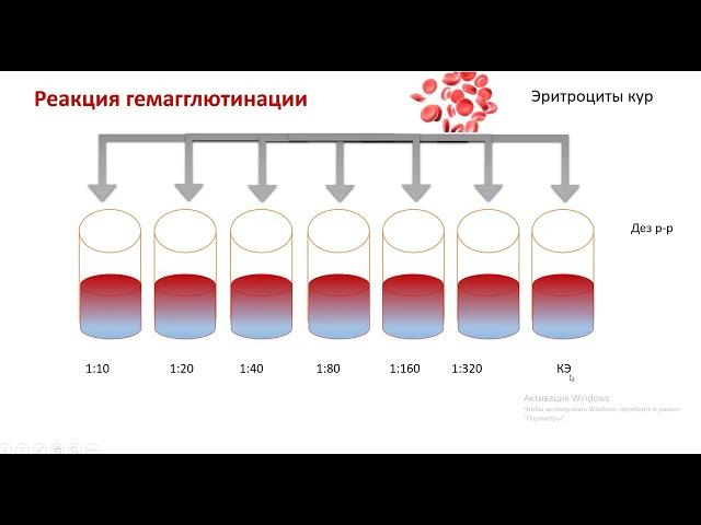 Этапы постановки РГА для определения титра вируса