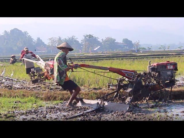 KUBOTA vs YANMAR!! JOKI MUDA dan JOKI CILIK TRAKTOR SAWAH QUICK MENGGARAP LAHAN BERBARENGAN