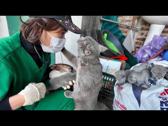 A Mother Cat Crying and Begs Me to Help Her Kittens | Just Unbelievable! | Animal Family