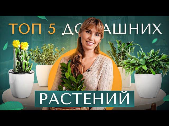 ТОП 5 лучших комнатных растений идеальных для любого интерьера