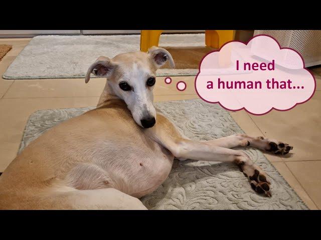 Will You Be A Good Whippet Owner - Let's Find Out