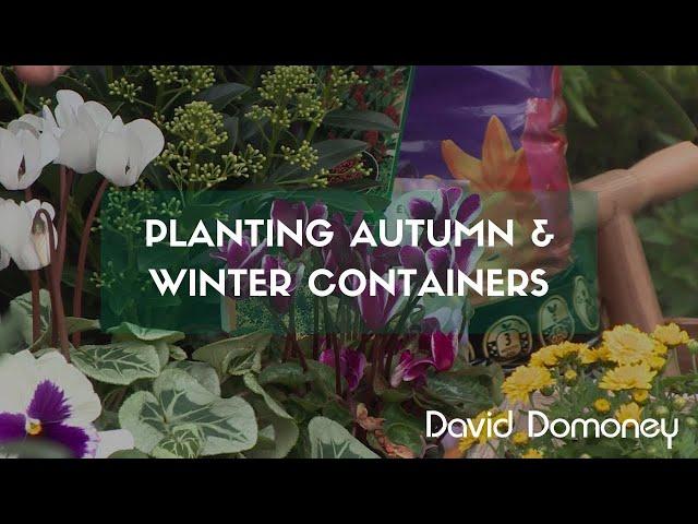 Planting autumn and winter containers