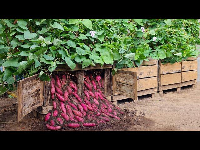 It's a pity that you don't know this method of growing sweet potatoes in pallets. Very many tubers