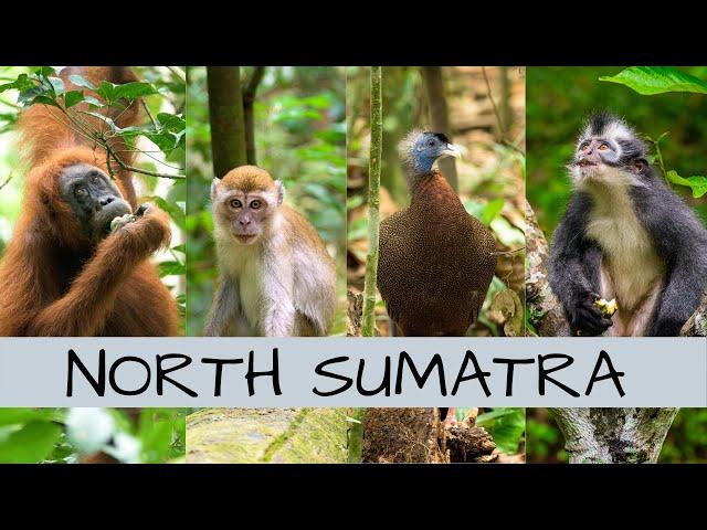 Jungle Trekking in North Sumatra - Searching for Orangutan!