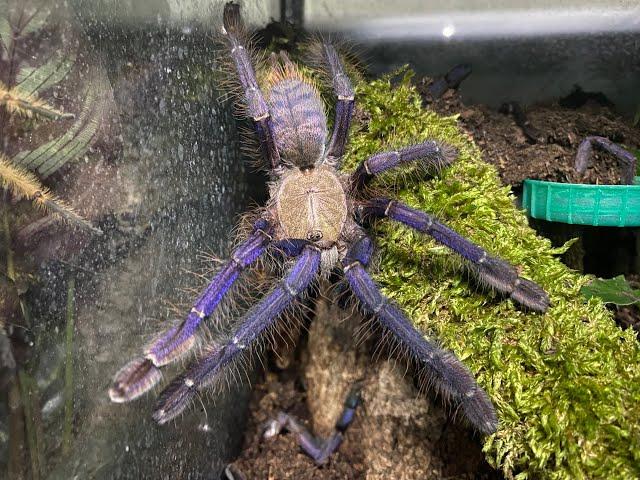 Omothymus violaceopes, Singapore Blue rehouse and care