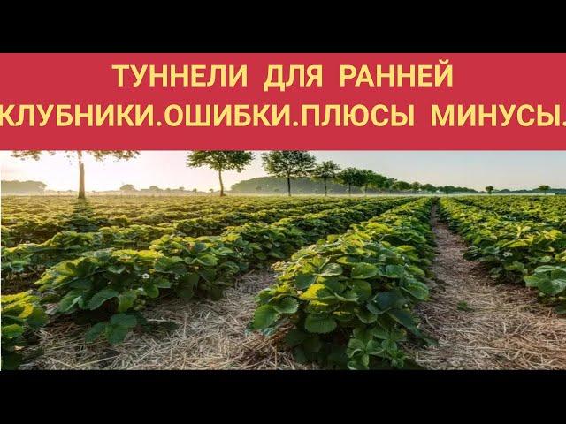 КЛУБНИКА В МАЕ.ТУННЕЛИ ДЛЯ КЛУБНИКИ.ПЛЮСЫ И МИНУСЫ.