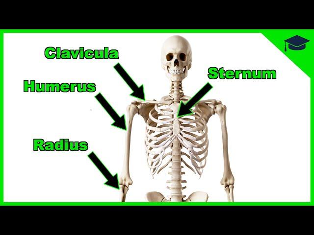 Skelett & Knochen einfach für B-Lizenz Prüfung erklärt + Ursprung und Ansatz der Muskeln